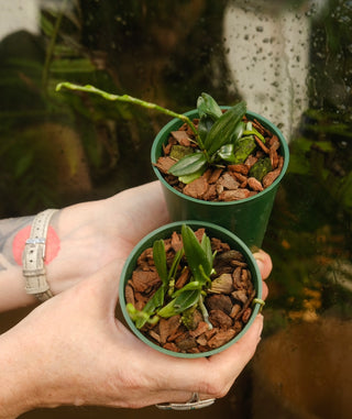 Aerangis luteoalba var. rhodosticta