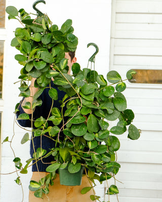 Hoya obovata ‘Reverse’