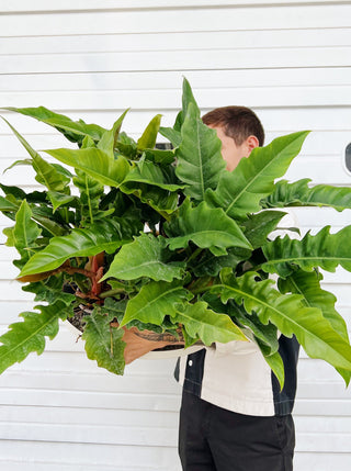 Philodendron 'Jungle Boogie'