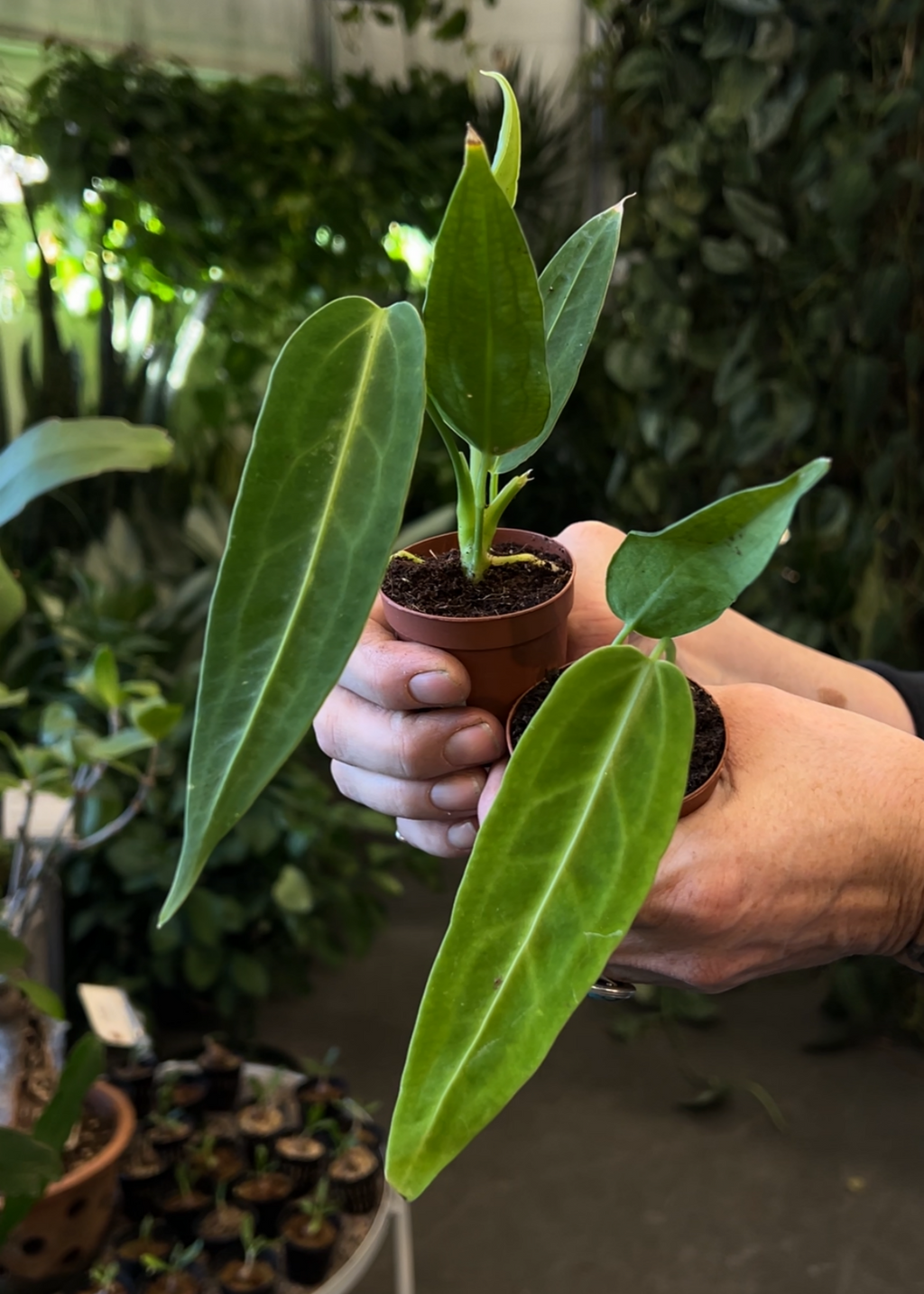 Anthurium warocqueanum – ARIUM BOTANICALS