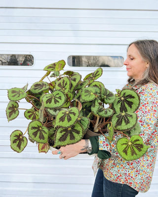 Begonia masoniana Rock