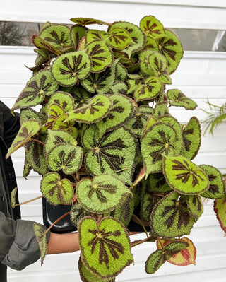 Begonia masoniana Rock