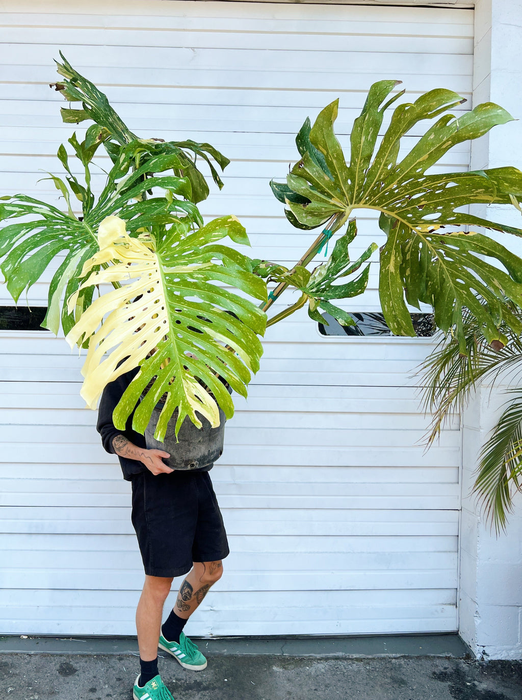 monstera 'thai constellation' – Arrows Aim Greenhouse & Supply Co.