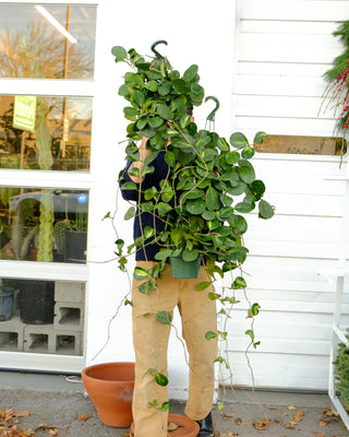 Hoya obovata ‘Reverse’