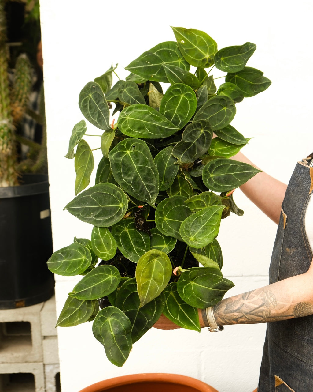 Anthurium forgetii