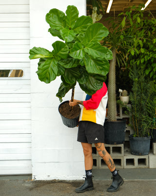 Ficus lyrata XL