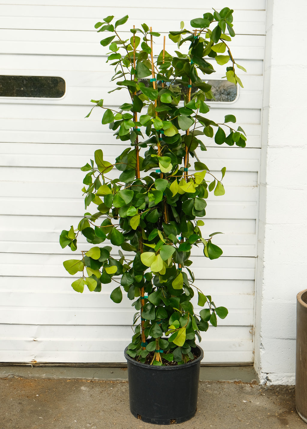 is ficus triangularis an indoor plant Ficus triangularis XL