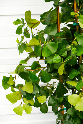 Ficus triangularis XL