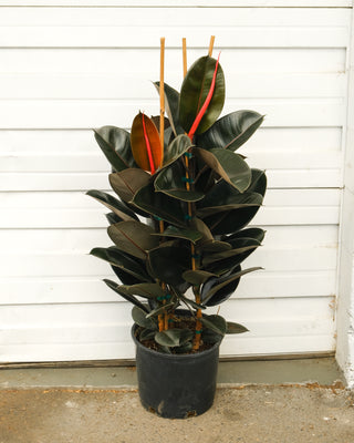 Ficus elastica 'Burgundy' XL
