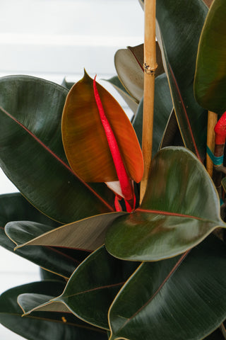 Ficus elastica 'Burgundy' XL