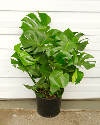 Monstera deliciosa XL