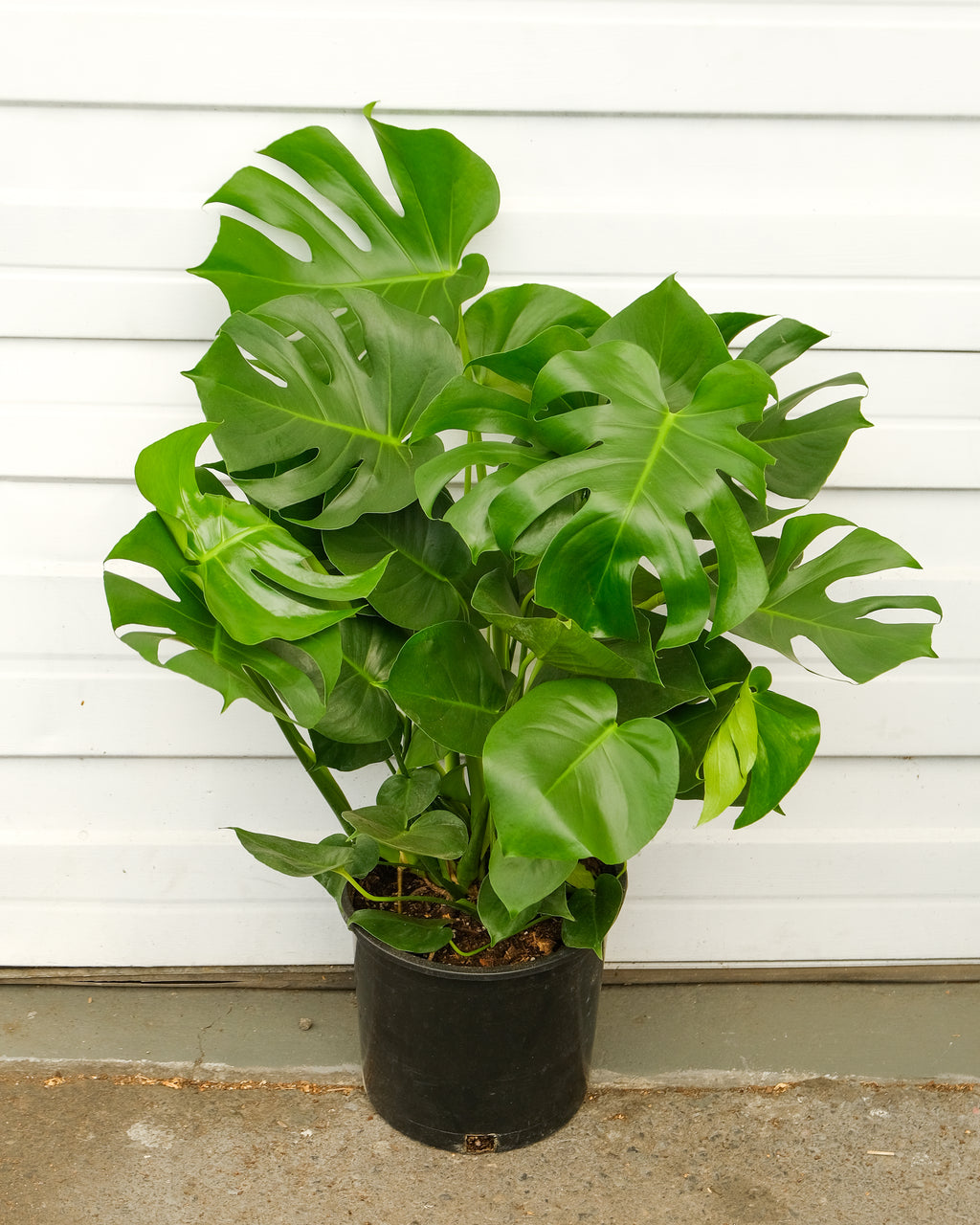 large monstera deliciosa Monstera deliciosa XL – ARIUM BOTANICALS