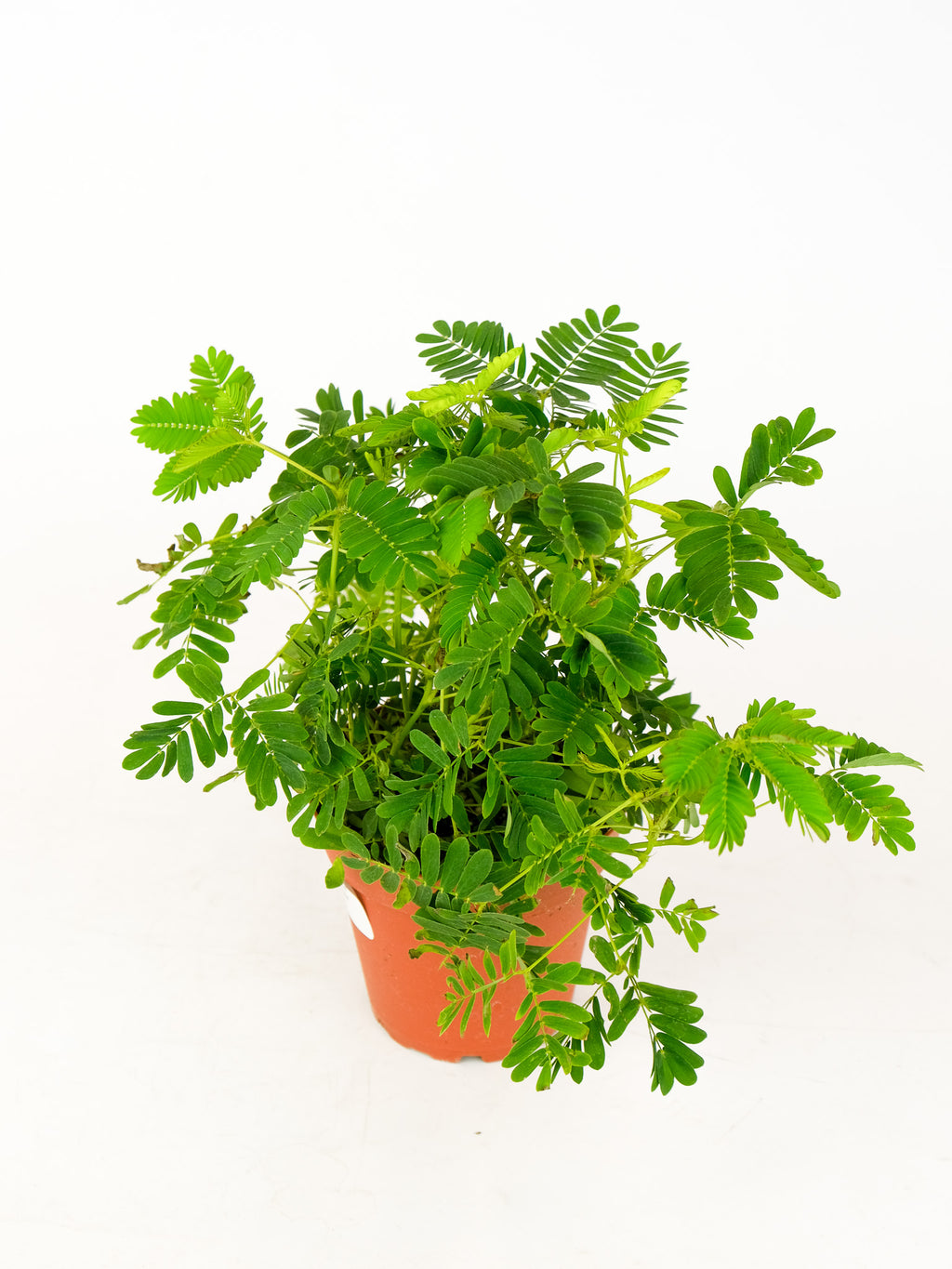 mimosa plant indoor Mimosa pudica 'Sensitive Plant' *Pickup Only* – ARIUM BOTANICALS