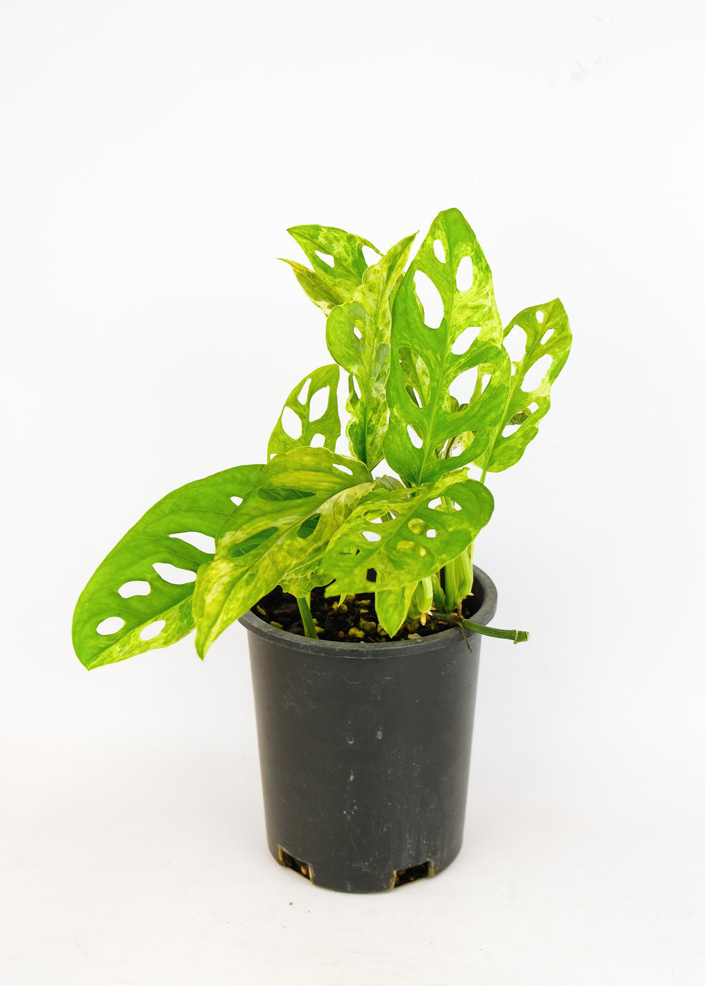 monstera adansonii mint care Monstera adansonii mint – ARIUM BOTANICALS