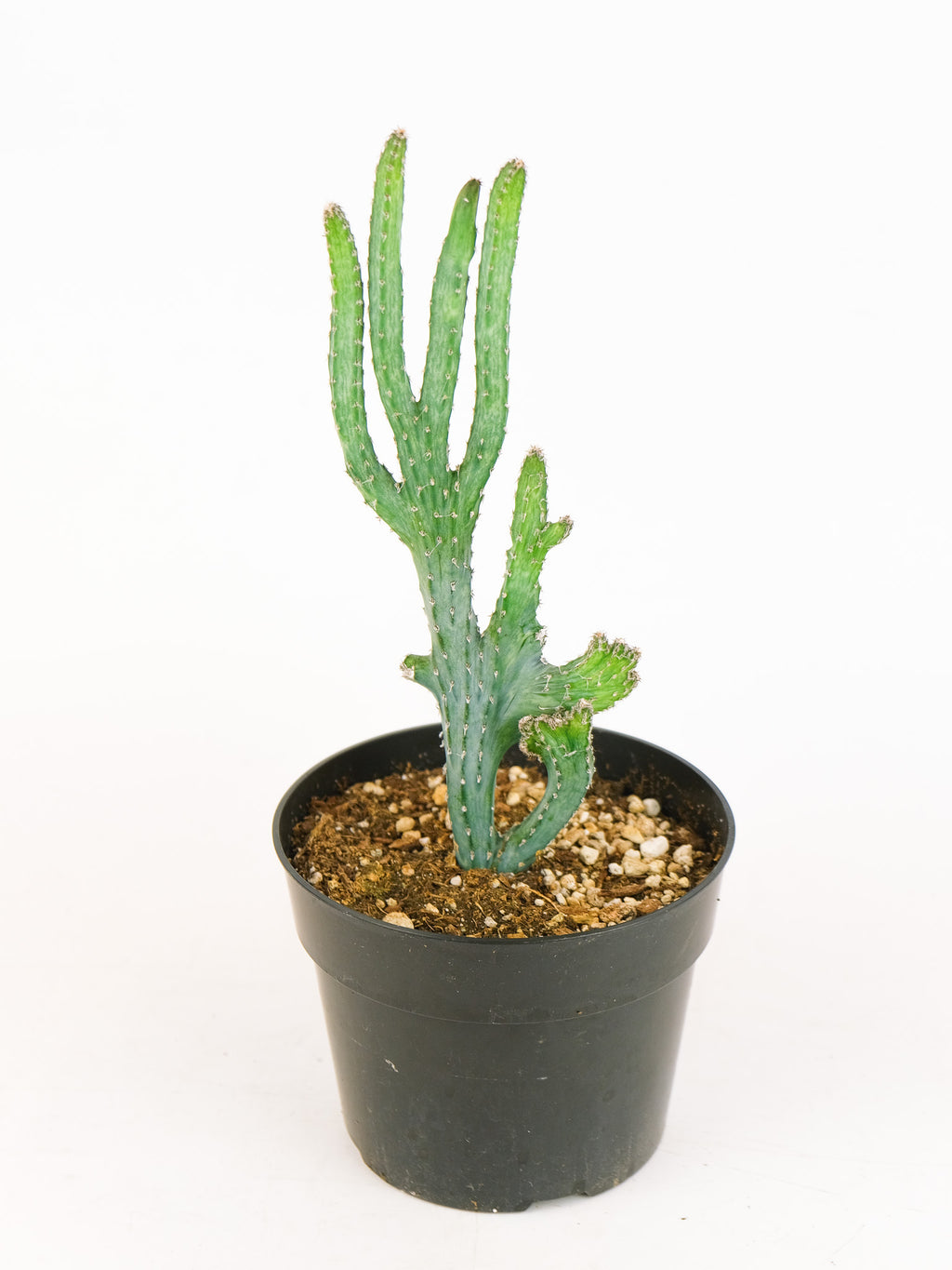 cereus succulent Cereus spegazzinii cristata – ARIUM BOTANICALS