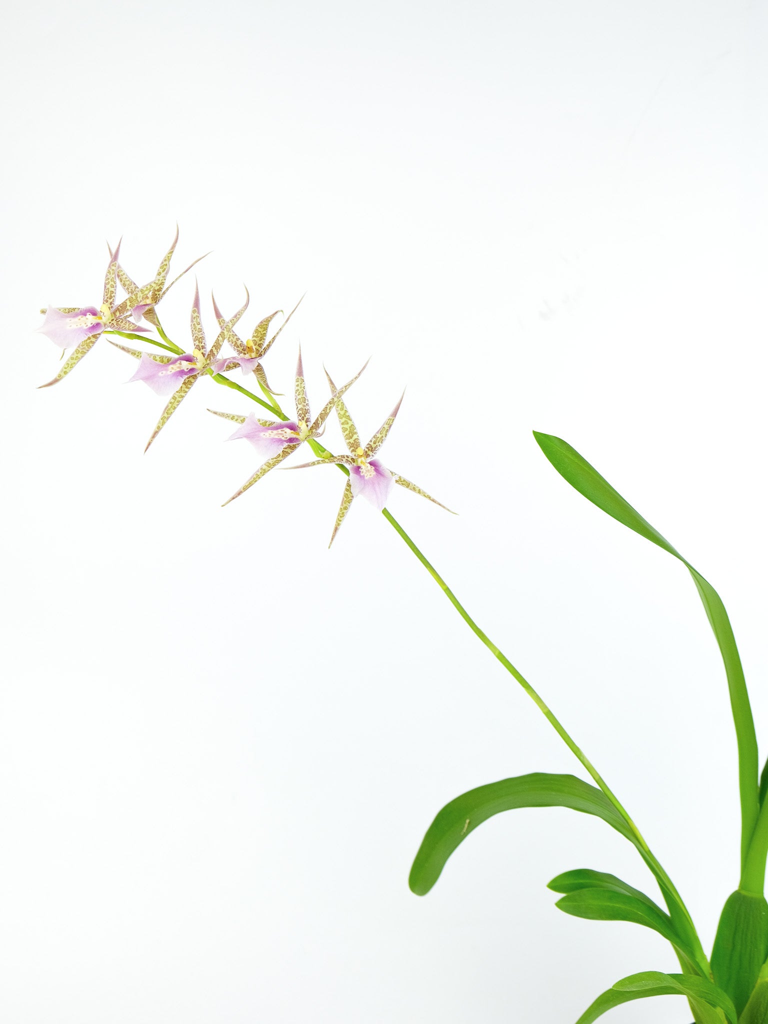 Miltassia Charles M. Fitch 'Izumi' – ARIUM BOTANICALS