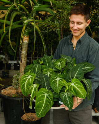 Anthurium villenaorum