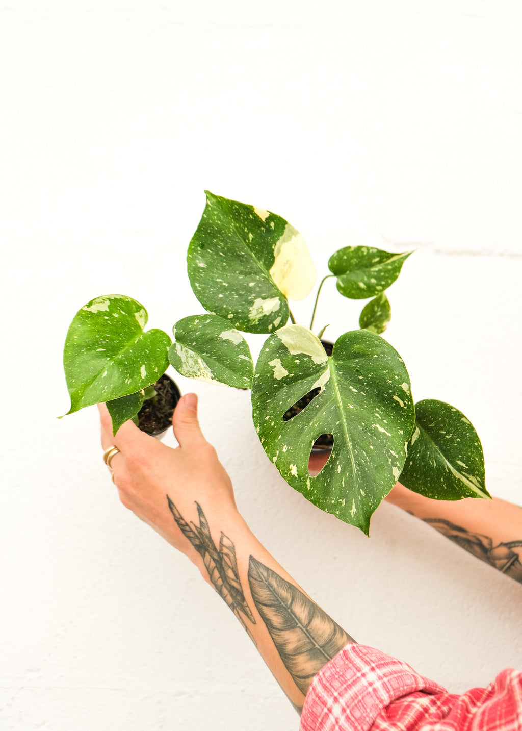 Monstera deliciosa 'Thai Constellation' – ARIUM BOTANICALS