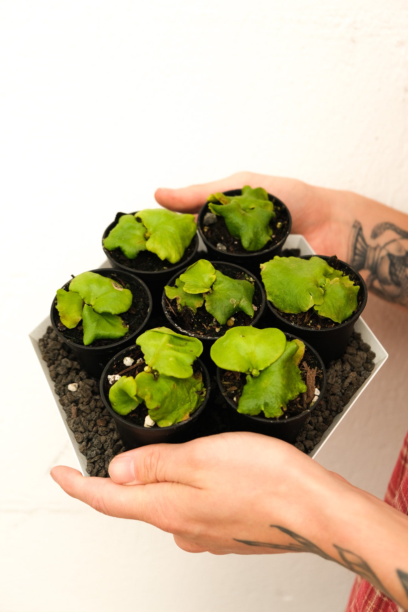 Platycerium ridleyi – ARIUM BOTANICALS