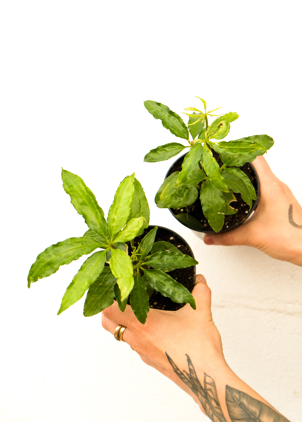 Anthurium polyschistum – ARIUM BOTANICALS