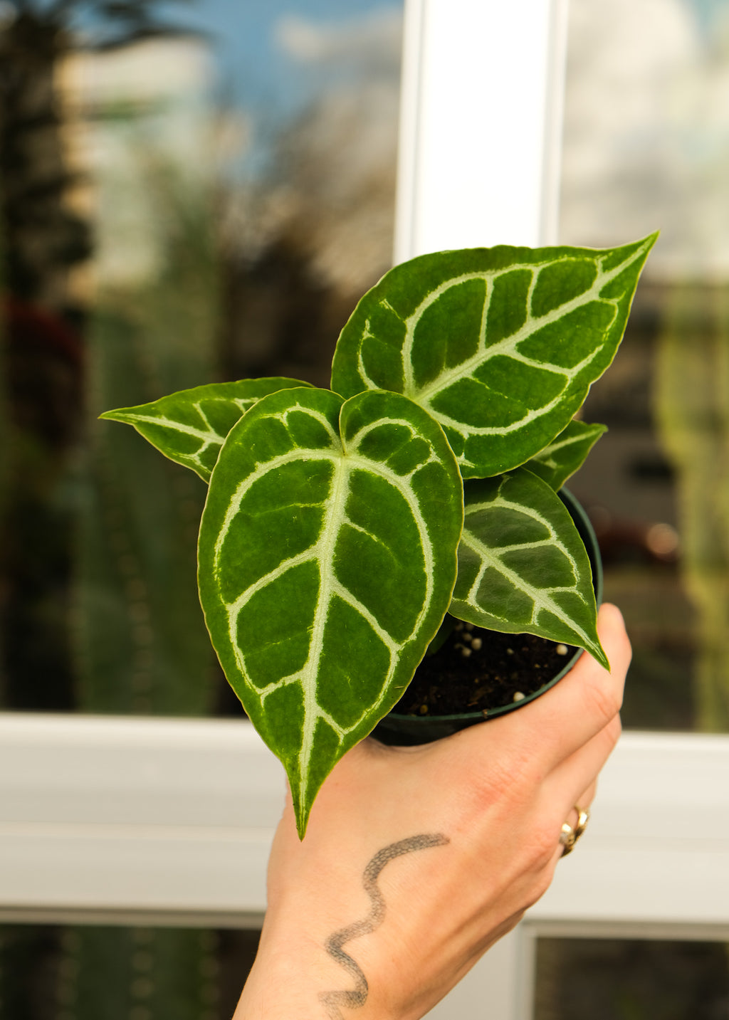 anthurium crystallinum mehani Anthurium 'Crystal Mag' – ARIUM BOTANICALS