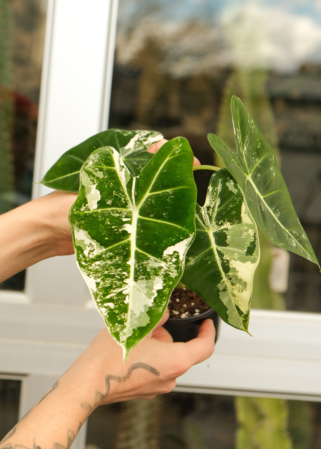 Alocasia micholitziana 'Frydek' variegata – ARIUM BOTANICALS
