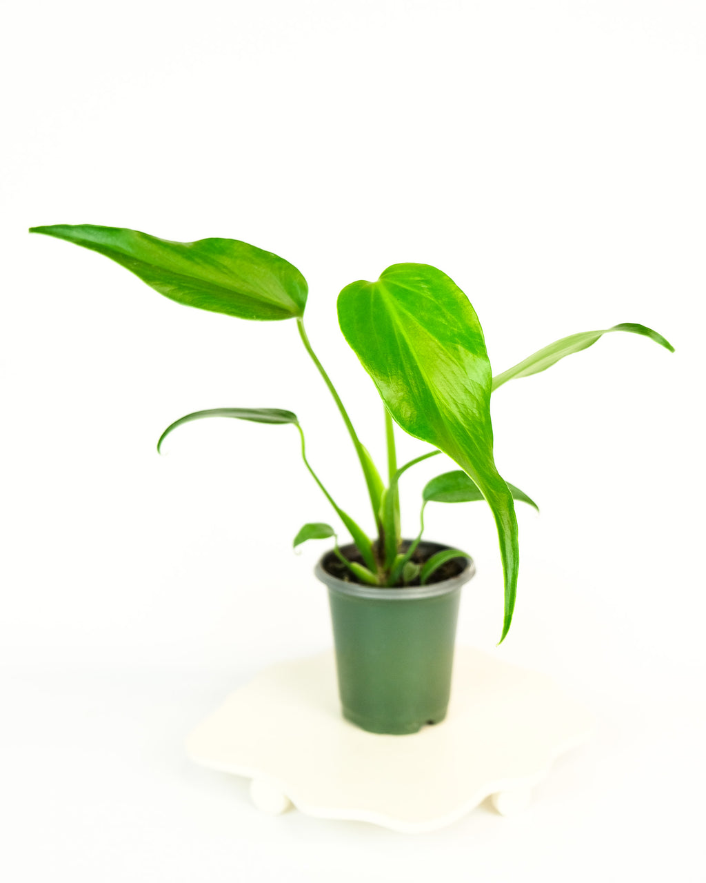 Monstera 'Burle Marx Flame' – ARIUM BOTANICALS