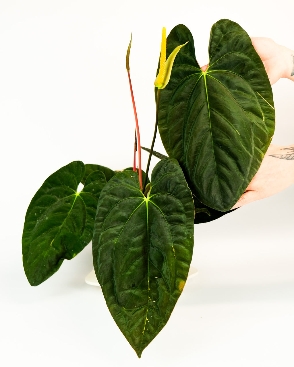 anthurium papillilaminum Anthurium papillilaminum 'gatorskin' x narrow besseae aff x papillilam –  ARIUM BOTANICALS