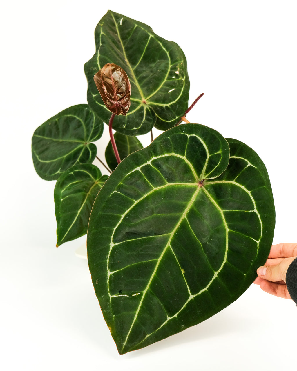 anthurium crystallinum size Anthurium crystallinum 'Red' – ARIUM BOTANICALS