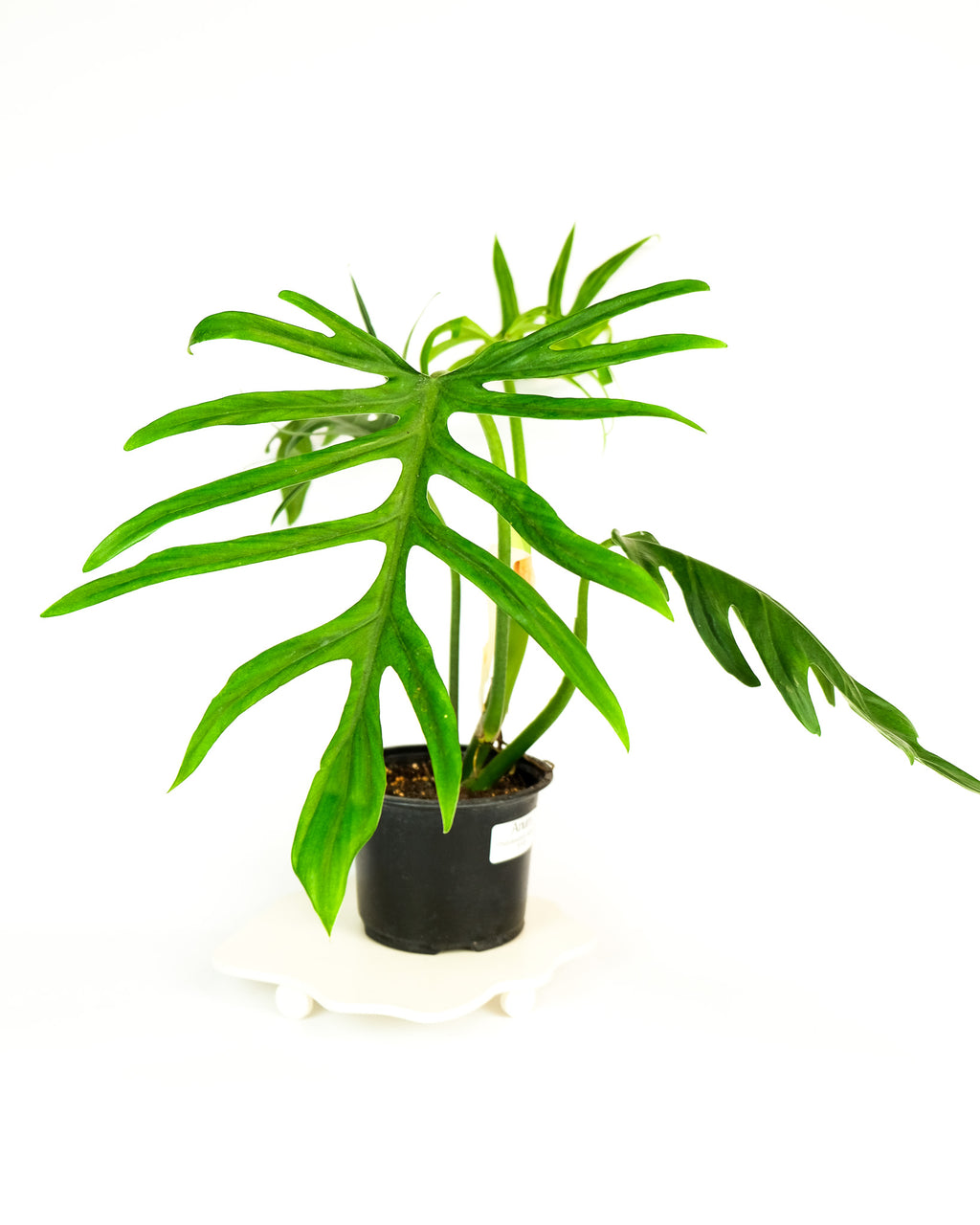 philodendron elegans Philodendron elegans