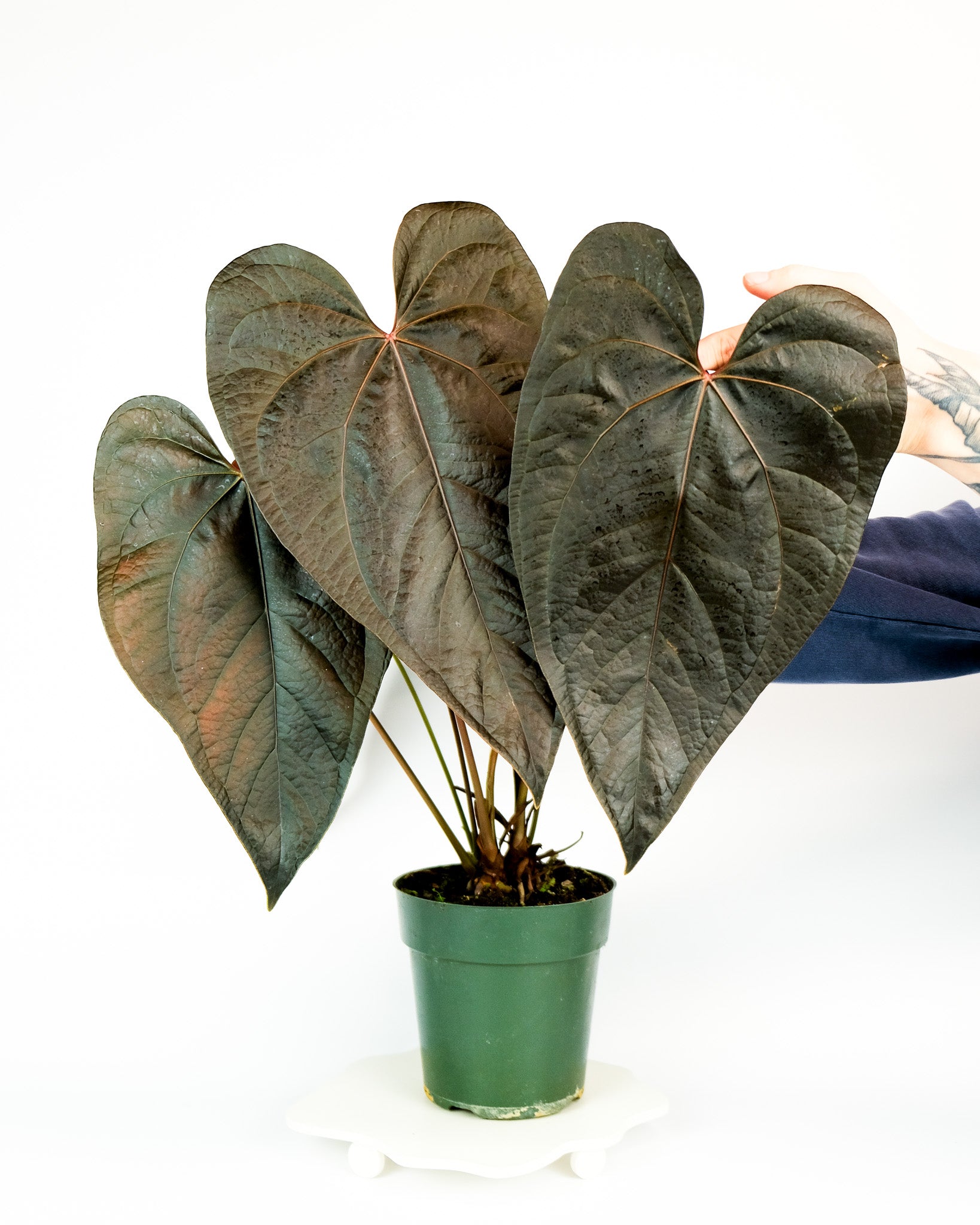 Anthurium Queen Of Hearts - Tezula LLC