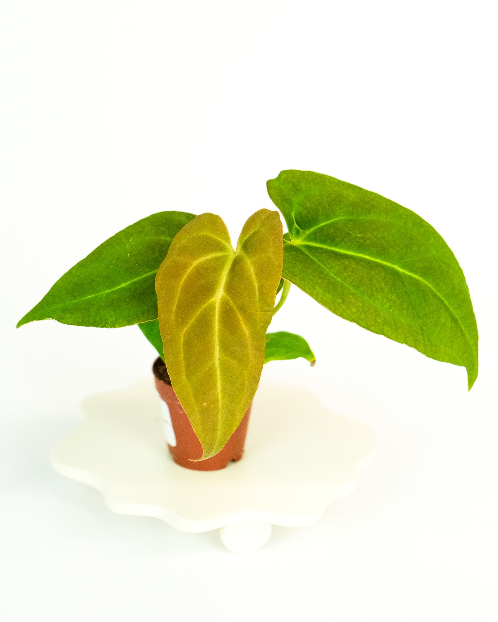 ア*レ様 Anthurium RVDP × Red Crystallinum Anthurium NOID 'code red' X red crystallinum To date, this