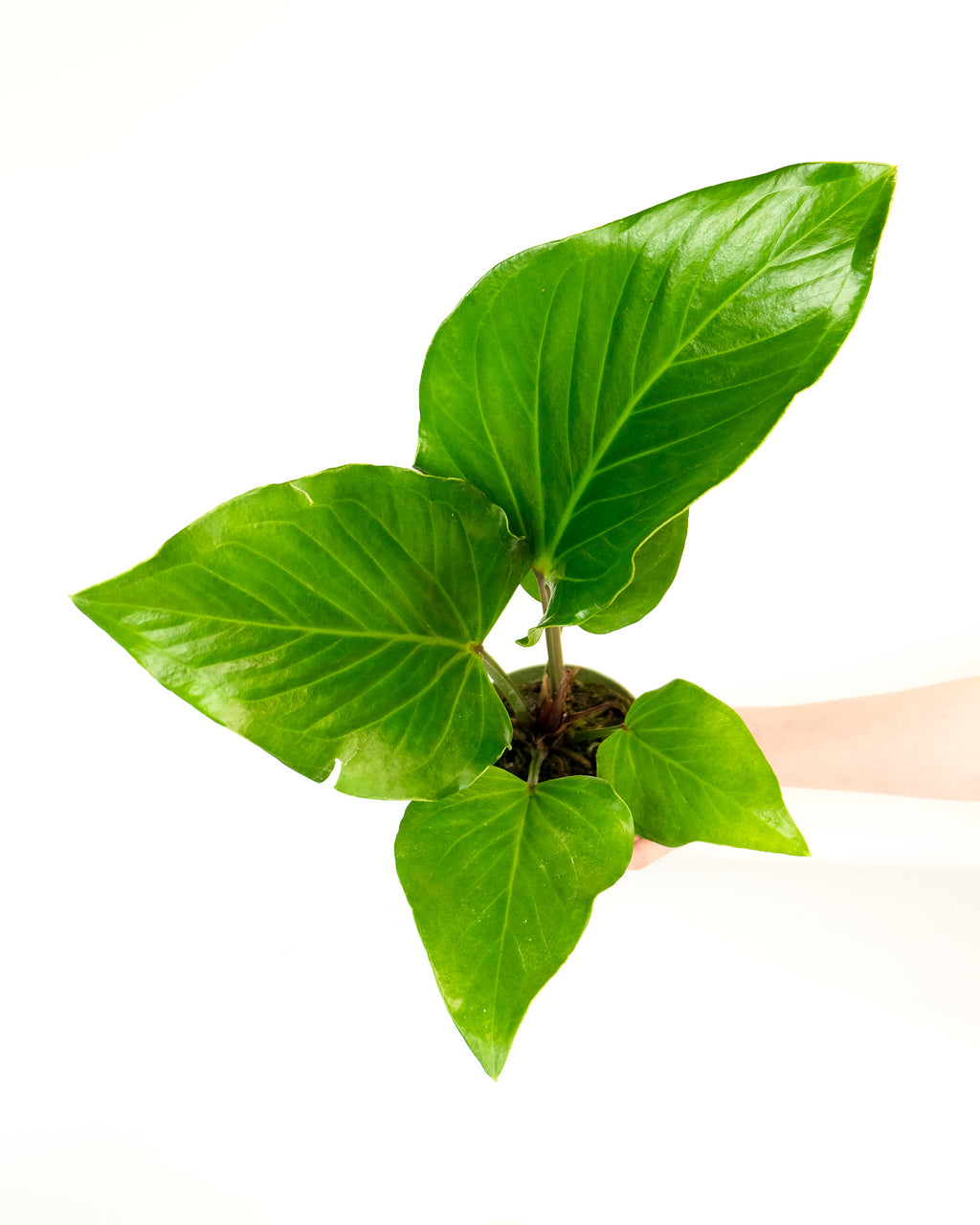 anthurium mancuniense Anthurium mancuniense