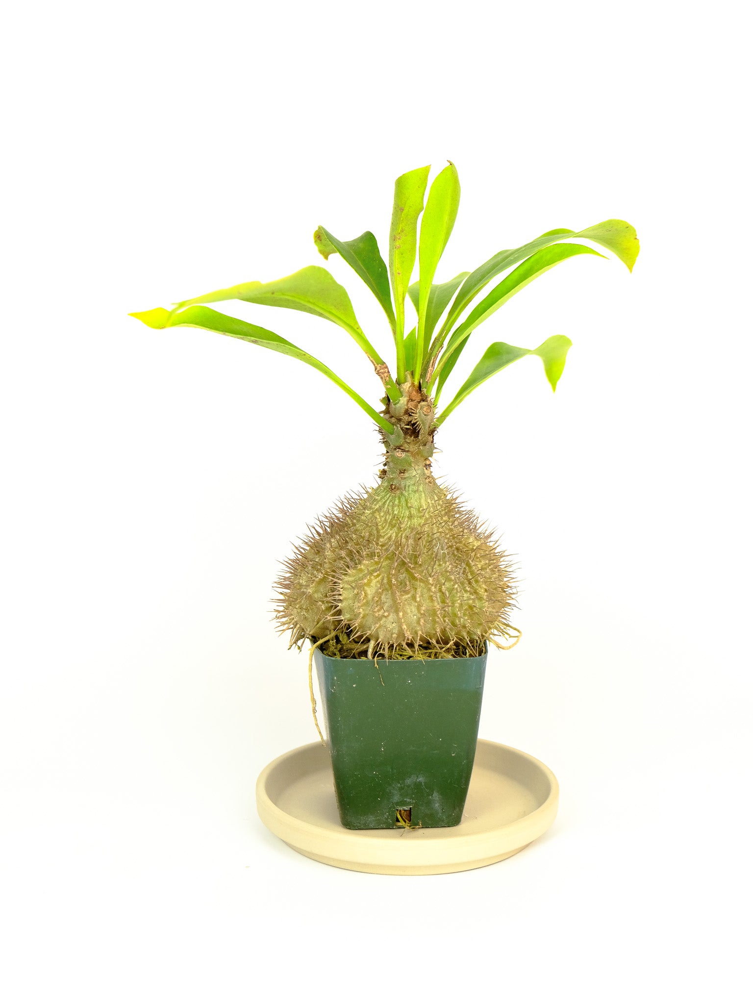 アリ植物 Myrmecodia platytyrea Sepik River， PNG (AW) 実生株 アリ