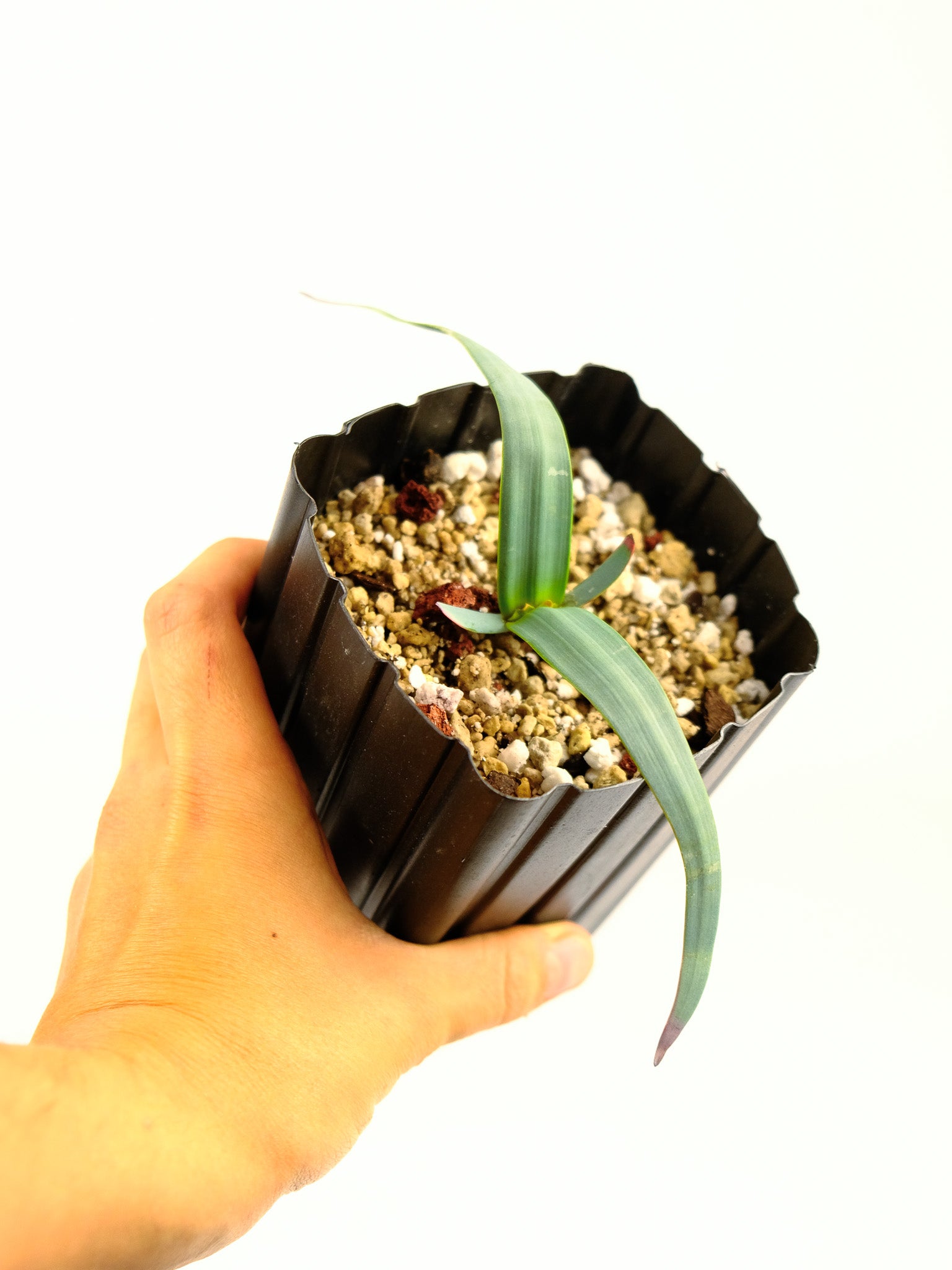 Welwitschia mirabilis – ARIUM BOTANICALS
