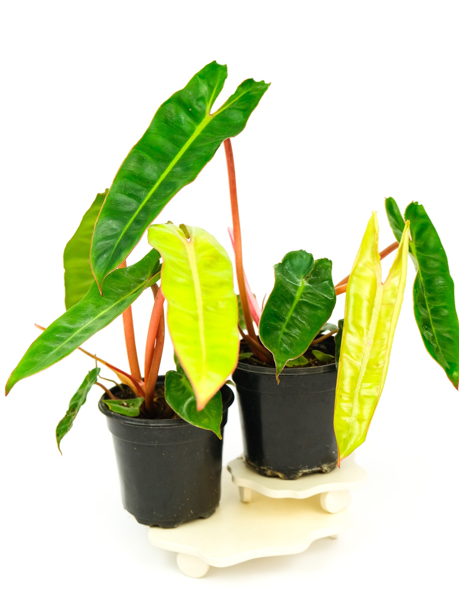 Philodendron billietiae – ARIUM BOTANICALS