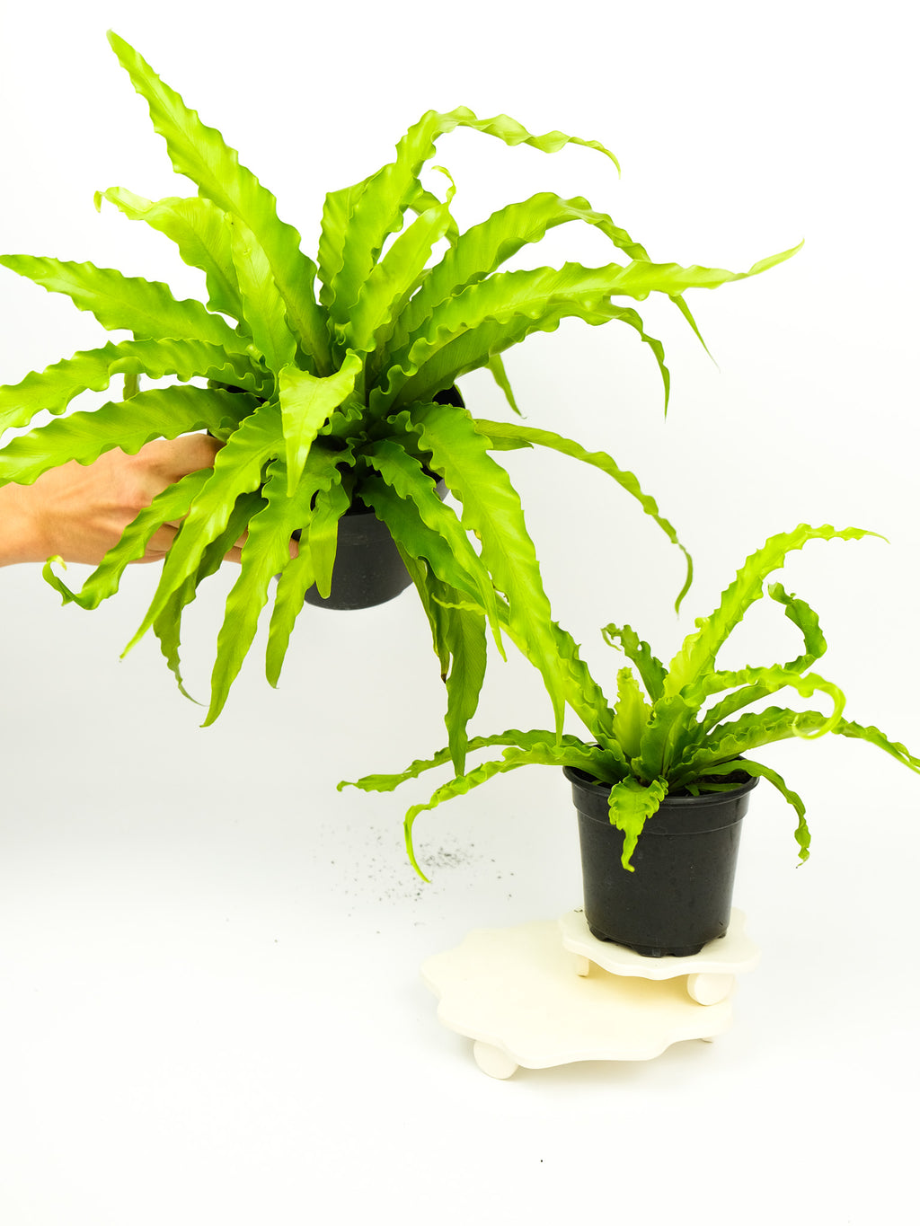 victoria bird nest fern Asplenium antiquum 'Victoria' – ARIUM BOTANICALS
