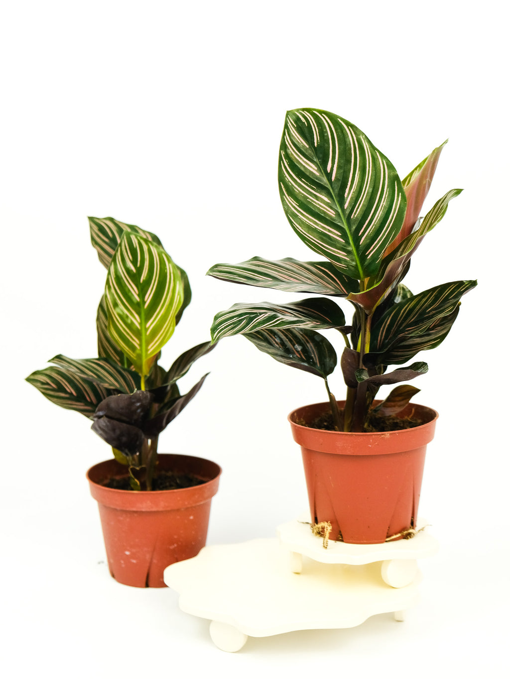 Calathea ornata