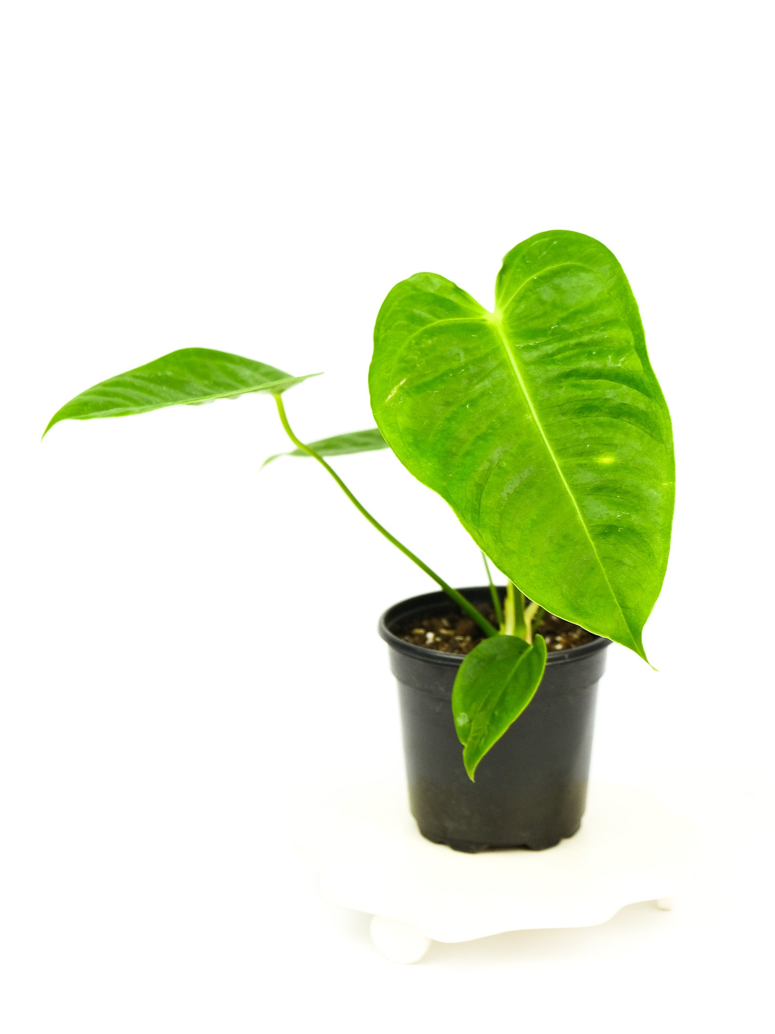 DSCF5941.jpg?v=1750897443&