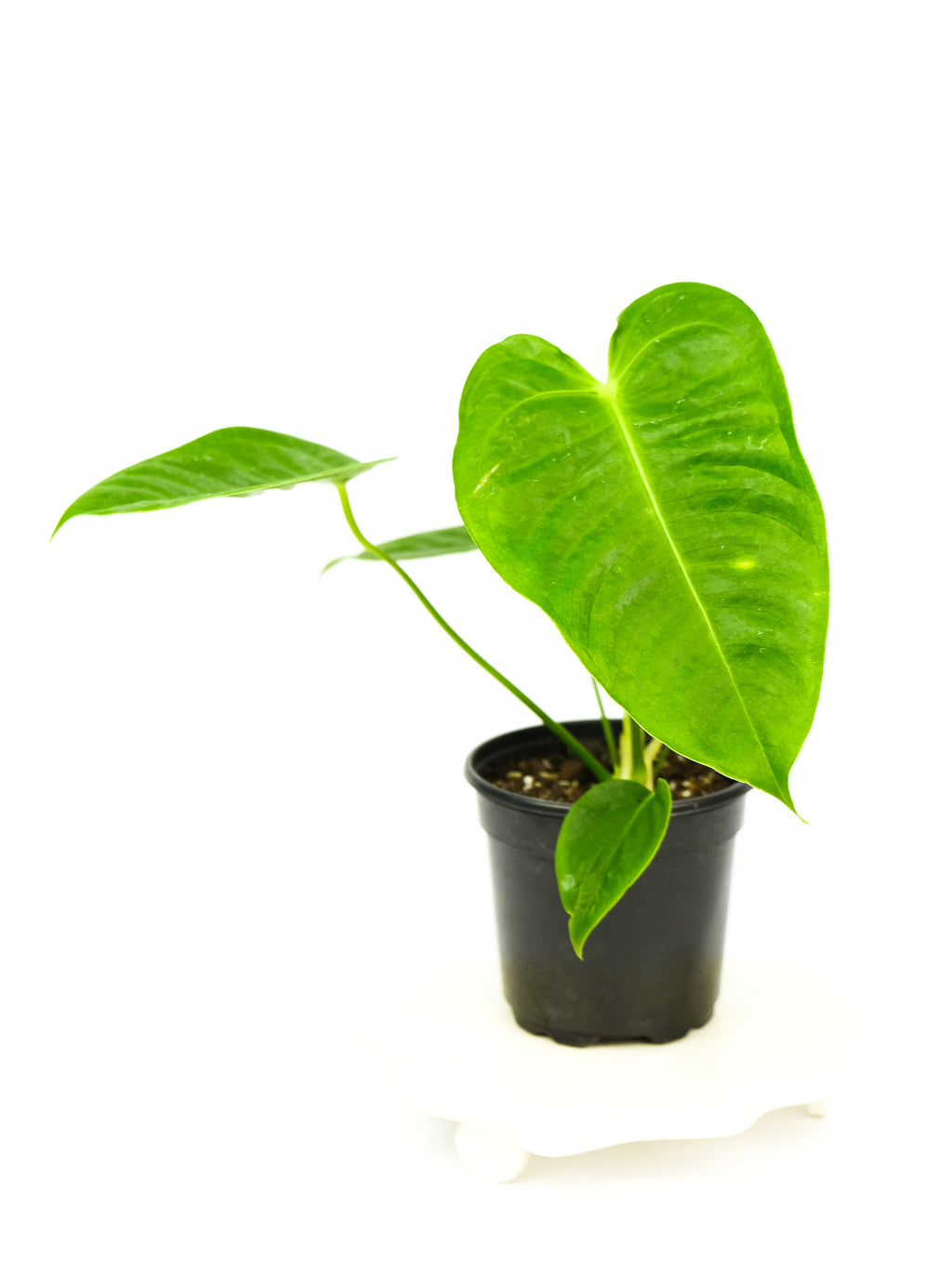 anthurium kerrich Anthurium veitchii – ARIUM BOTANICALS