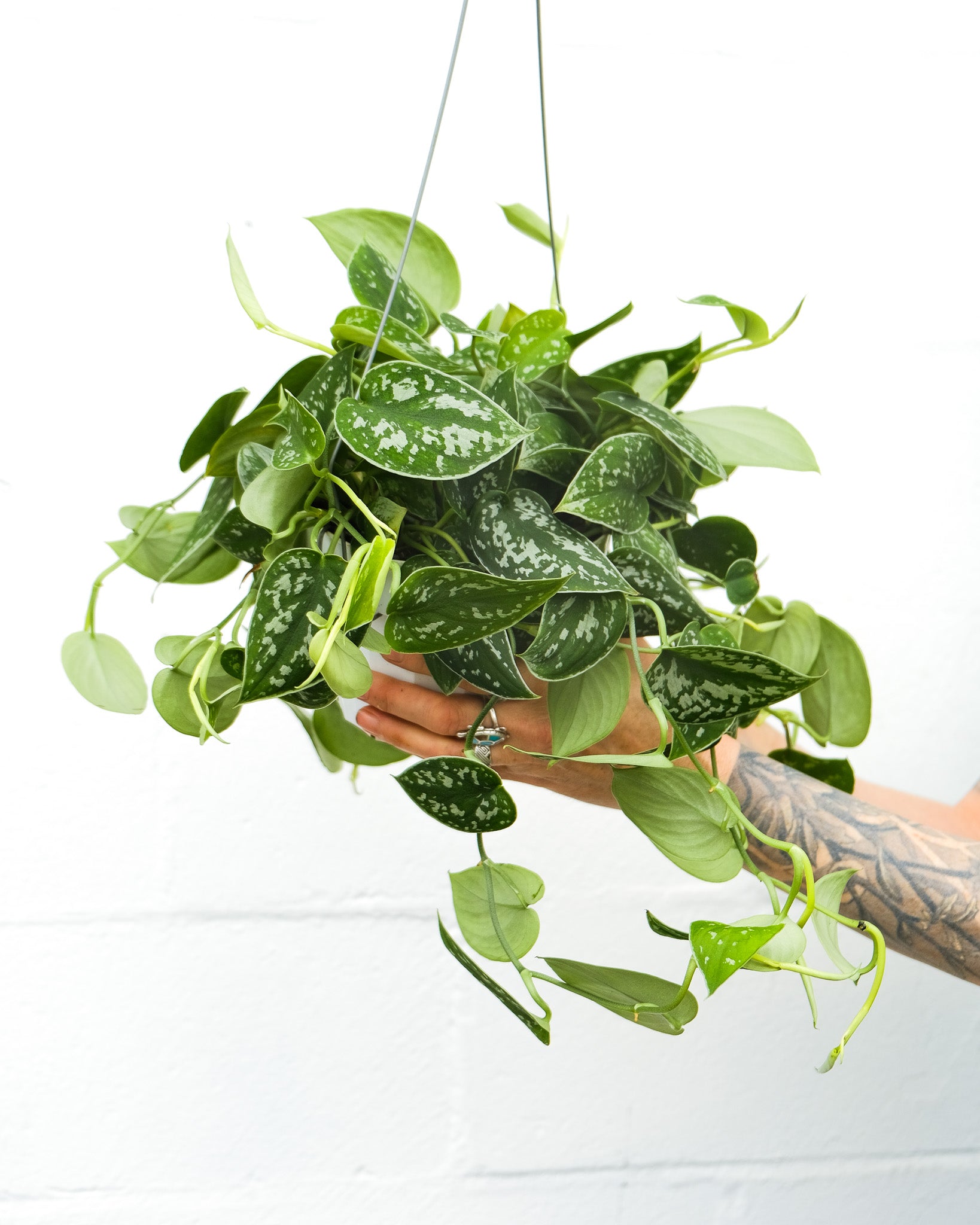 Scindapsus pictus – ARIUM BOTANICALS
