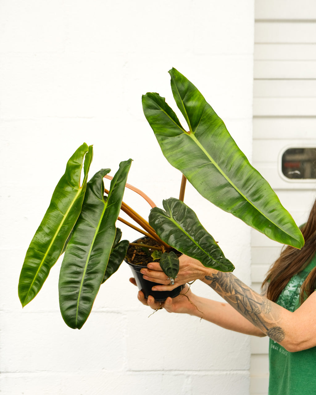 philodendron billietiae x apomenta Philodendron billietiae – ARIUM BOTANICALS