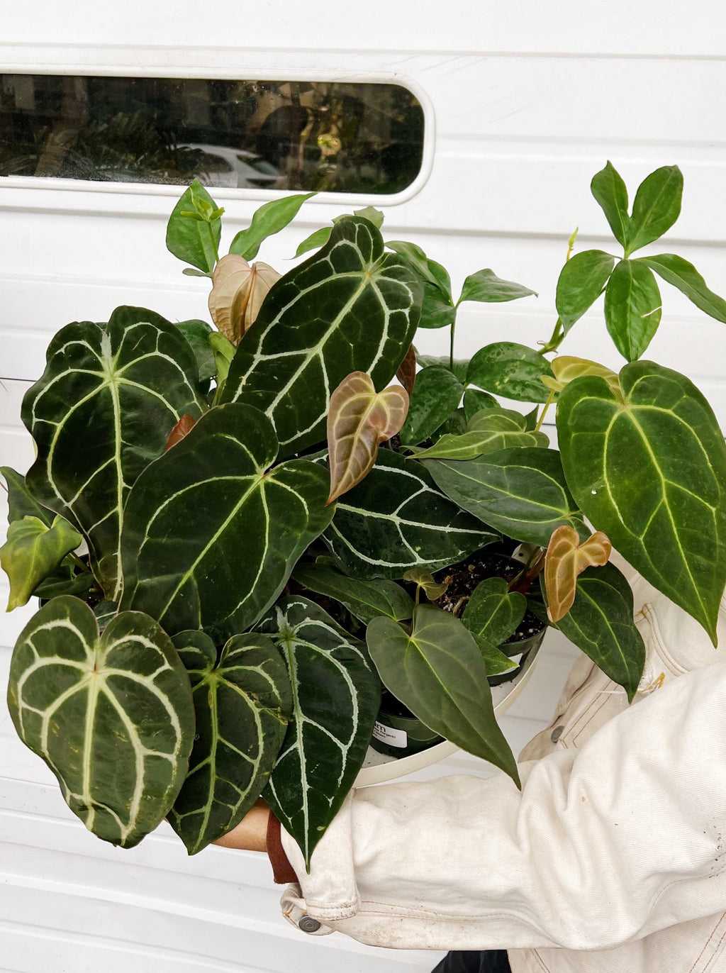 anthurium consortium Anthurium hybrids (Options) – ARIUM BOTANICALS