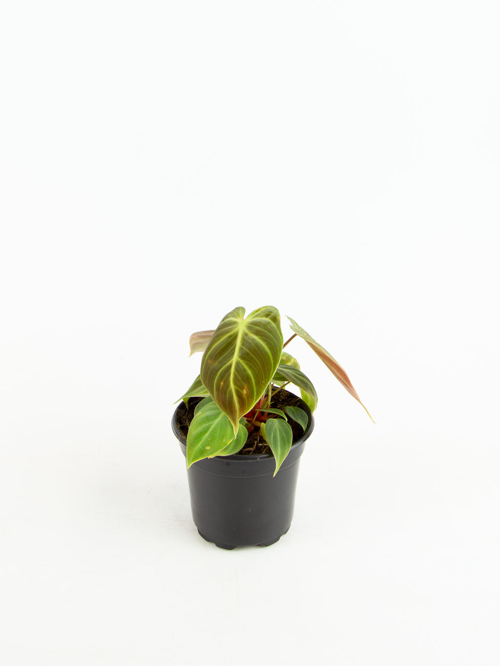 Philodendron rubrijuvenile 'El Choco Red' – ARIUM BOTANICALS