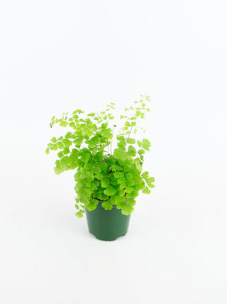 Adiantum sp. 'Maidenhair Fern'