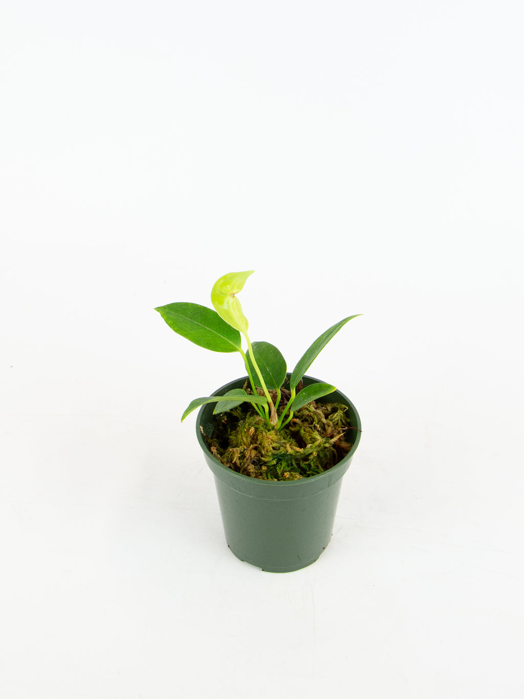 anthurium scherzerianum rothschildianum Anthurium scherzerianum var. rothschildianum – ARIUM BOTANICALS