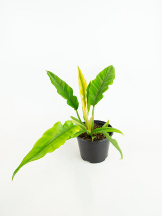 Philodendron 'Jungle Boogie'