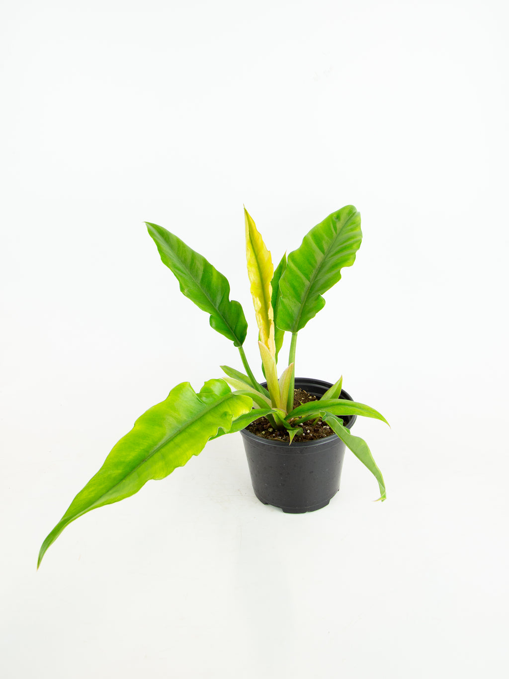 Philodendron 'Jungle Boogie'  ARIUM BOTANICALS
