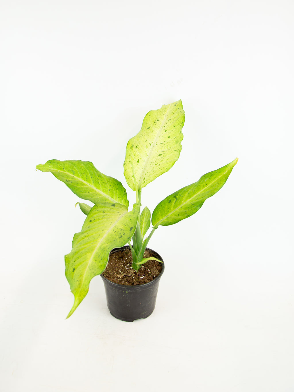 dieffenbachia camouflage plant Dieffenbachia 'Camouflage' – ARIUM BOTANICALS