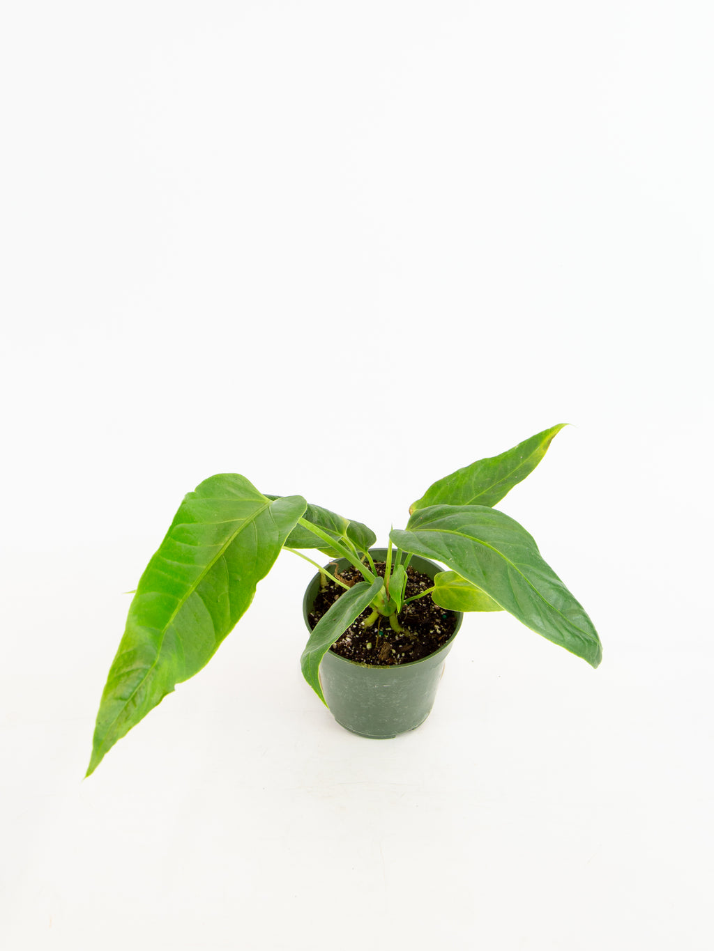 Anthurium pseudospectabile – ARIUM BOTANICALS